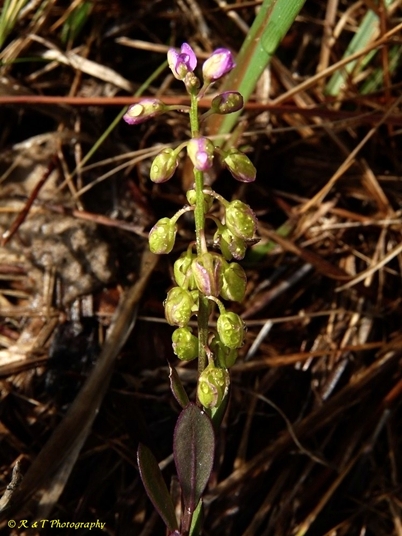 {Polygala crenata}